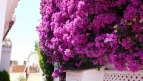 bougainvillea