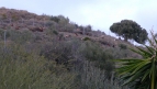 goats-on-hill-close-to-villa
